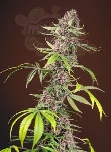 SWEET SEEDS - Red Mandarine F1 Fast Version