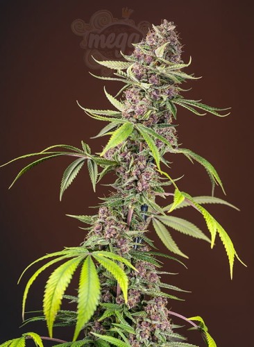 SWEET SEEDS - Red Mandarine F1 Fast Version