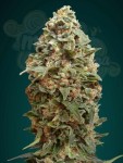ADVANCED SEEDS - Afghan Skunk