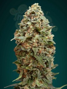 ADVANCED SEEDS - Afghan Skunk