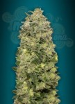 ADVANCED SEEDS - Auto Afghan Skunk