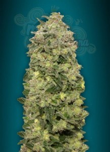 ADVANCED SEEDS - Auto Afghan Skunk