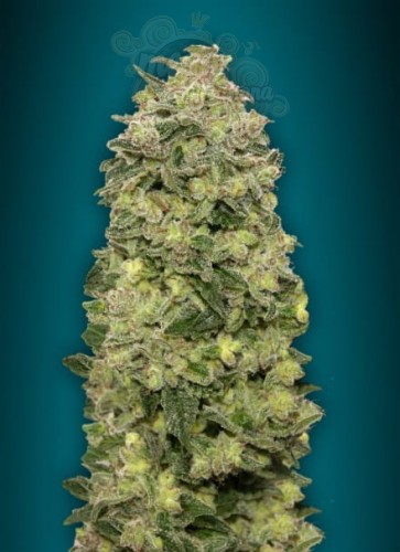 ADVANCED SEEDS - Auto Afghan Skunk