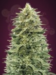 ADVANCED SEEDS - Auto Amnesia