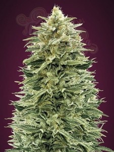 ADVANCED SEEDS - Auto Amnesia