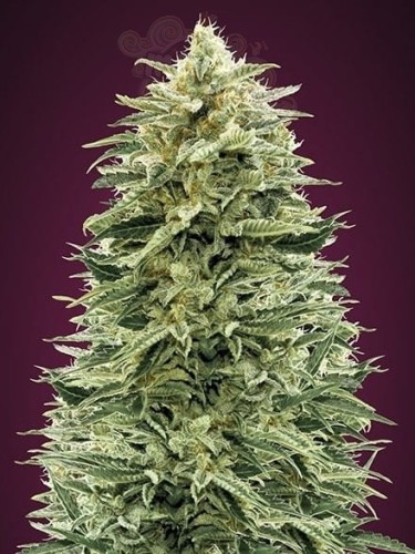 ADVANCED SEEDS - Auto Amnesia