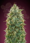 ADVANCED SEEDS - Amnesia