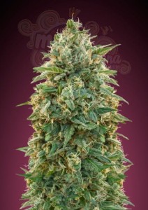 ADVANCED SEEDS - Amnesia