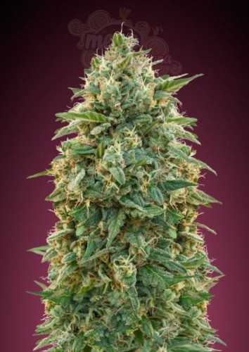 ADVANCED SEEDS - Amnesia