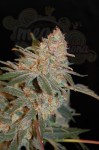 ADVANCED SEEDS - Black Diesel
