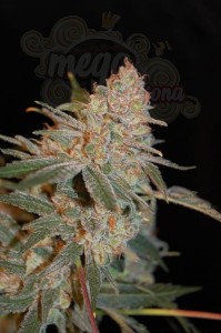 ADVANCED SEEDS - Black Diesel