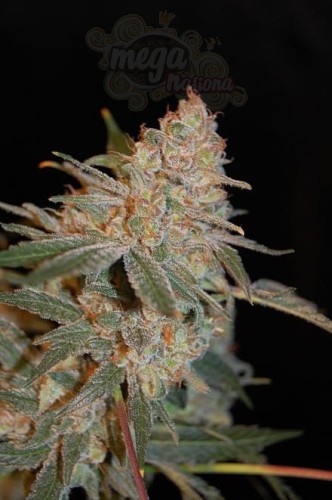 ADVANCED SEEDS - Black Diesel