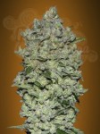 ADVANCED SEEDS - Auto BioDiesel Mass