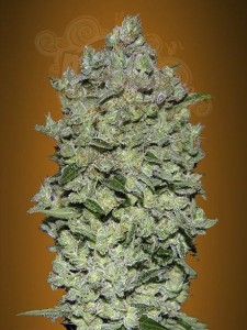 ADVANCED SEEDS - Auto BioDiesel Mass