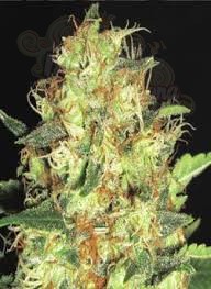 CBD Seeds - Zen