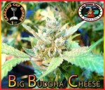 BIG BUDDHA SEEDS - Big Buddha Cheese