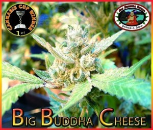 BIG BUDDHA SEEDS - Big Buddha Cheese