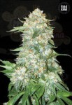 BULK SEED BANK - OG Kush