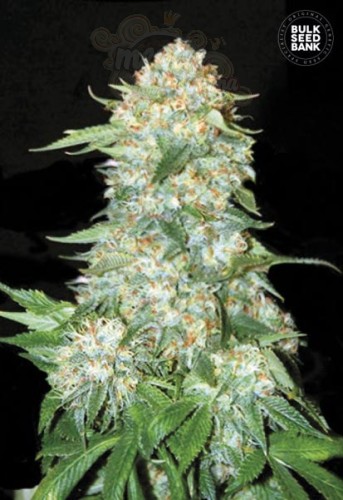 BULK SEED BANK - OG Kush