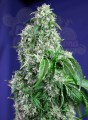 SWEET SEEDS - Big Devil F1 Fast Version