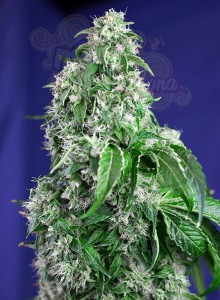 SWEET SEEDS - Big Devil F1 Fast Version