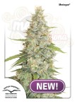 DUTCH PASSION - Meringue®