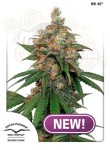 DUTCH PASSION - HIFI 4G
