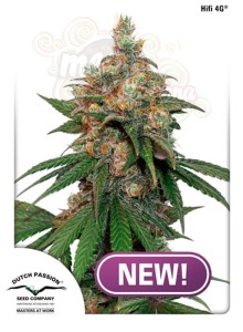 DUTCH PASSION - HIFI 4G
