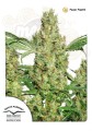 DUTCH PASSION - Power Plant®