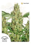 DUTCH PASSION - Power Plant®