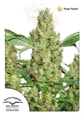 DUTCH PASSION - Power Plant®