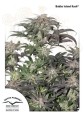  DUTCH PASSION - Bubba Island Kush®