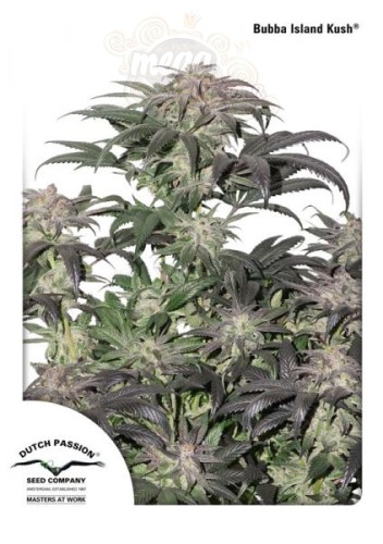  DUTCH PASSION - Bubba Island Kush®