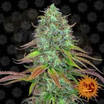 BARNEY’S FARM - LSD Auto