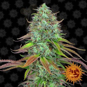 BARNEY’S FARM - LSD Auto