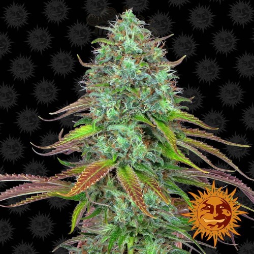 BARNEY’S FARM - LSD Auto