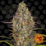 Barney's Farm - Glue Gelato Auto