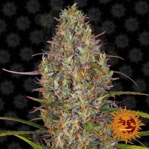 Barney's Farm - Glue Gelato Auto