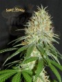 SUPER STRAINS - 7th Wave