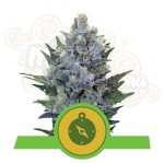 ROYAL QUEEN SEEDS - Northern Light Automatic®