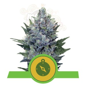 ROYAL QUEEN SEEDS - Northern Light Automatic®