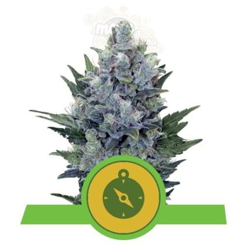 ROYAL QUEEN SEEDS - Northern Light Automatic®