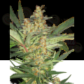 SUPER STRAINS - Amajikoym