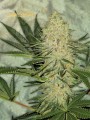 SUPER STRAINS - El Cucaracha