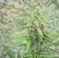 SUPER STRAINS - Next of Kin