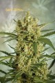SUPER STRAINS - Crackers