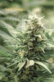 SUPER STRAINS - Agartha CBD