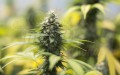 SUPER STRAINS - Saga CBD