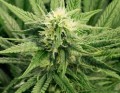 SUPER STRAINS - Saga CBD