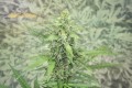 SUPER STRAINS - Hermana de la Noche